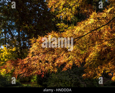 Il fogliame di autunno a Batsford Arboretum Foto Stock
