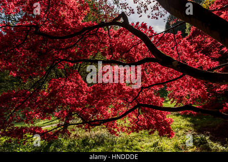 Il fogliame di autunno a Batsford Arboretum Foto Stock