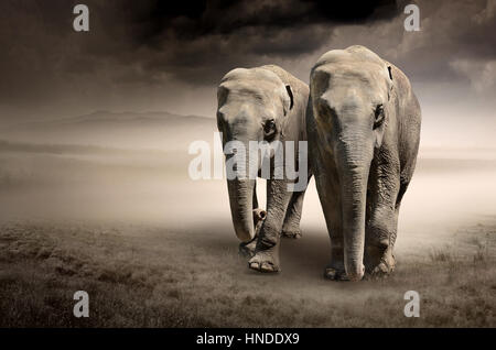 Coppia di elefanti in movimento. Immagine può essere utilizzato per diversi scopi come: sfondo, banner web, materiale promozionale, tela stampa Foto Stock