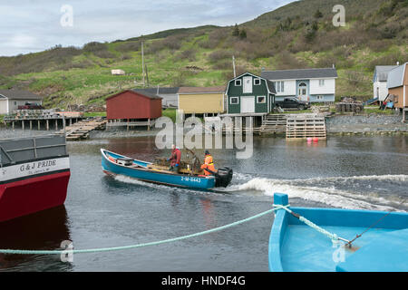 Lobster Boat entrando in porto la mattina con catture di trote, Fiume, Terranova Foto Stock