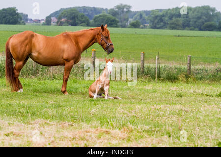 Sul prato vi è una puledra di Nizza e si erge accanto alla madre cavallo Foto Stock