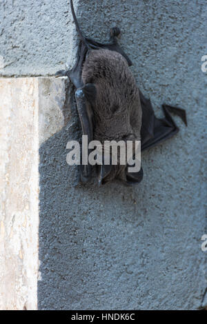 Astratto e concettuale, pelo bat dormire sulla parete di un palazzo nella città. Insectivores, si nutrono di insetti. Foto Stock