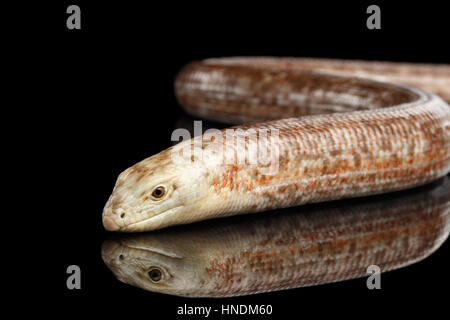 Sheltopusik o Unione Legless Lizard, Pseudopus apodus Foto Stock