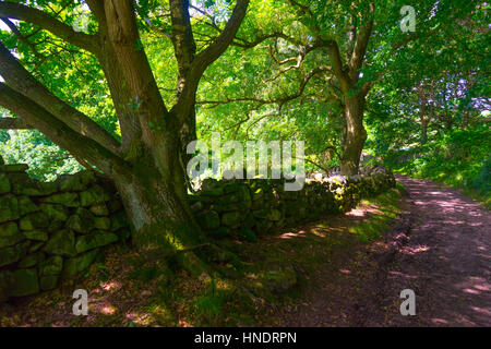 Lumsdale sentiero di campagna Foto Stock