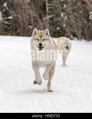 Due Lupi grigi; Lupus Canus; British Columbia; Canada Foto Stock