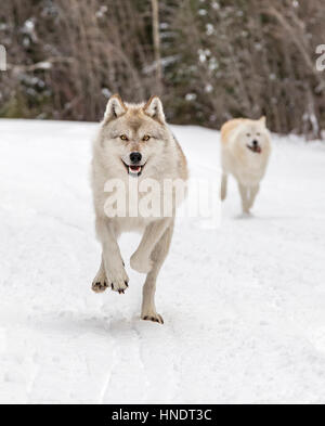 Due Lupi grigi; Lupus Canus; British Columbia; Canada Foto Stock