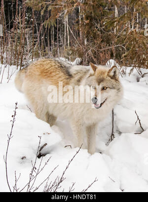 Lupo grigio; Lupus Canus; British Columbia; Canada Foto Stock