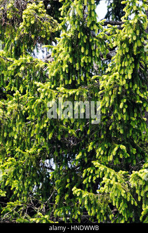 Foglie di rara golden Abete (Picea abies Aurea) girato in ambiente naturale (Slovenia, Loški potok). Foto Stock