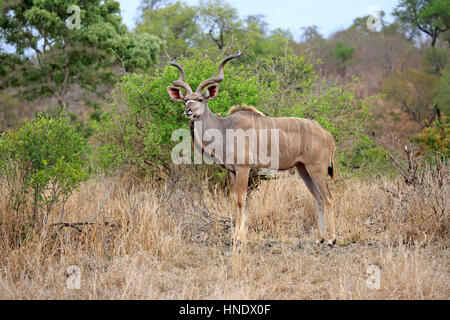 Maggiore Kudu, (Tragelaphus strepsiceros), maschio adulto, Kruger Nationalpark, Sud Africa e Africa Foto Stock