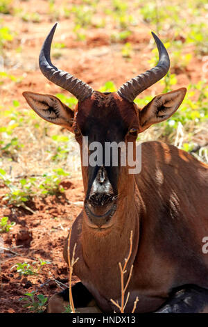 Tsessebe, (Damaliscus lunatus), Adulto ritratto, Tswalu Game Reserve, il Kalahari, Northern Cape, Sud Africa e Africa Foto Stock