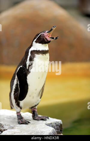 Pinguini Humboldt/(Spheniscus Humboldti), Adulto chiamando, il Luisenpark Mannheim, Mannheim, Germania Foto Stock