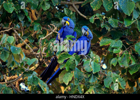 Ara Giacinto, Blu Macaw, (Anodorhynchus hyacinthinus), coppia sugli alberi, Pantanal, Mato Grosso, Brasile, Sud America Foto Stock