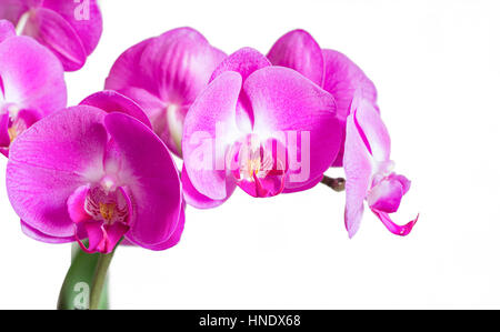 Rosa phalaenopsis orchid isolato Foto Stock