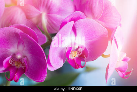 Pink orchid closeup Foto Stock