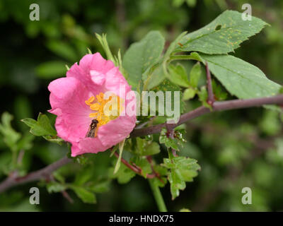 Sherard la roverella-rosa, rosa sherardii con una mosca Foto Stock
