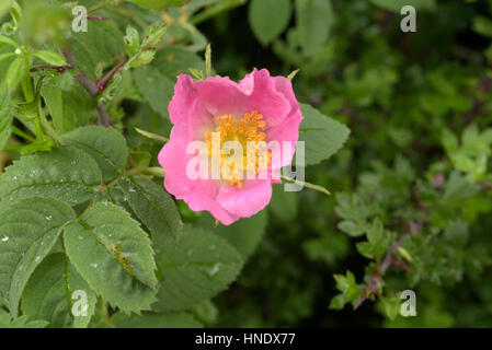 Sherard la roverella-rosa, rosa sherardii Foto Stock