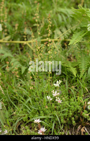 Pecore di acetosella, Rumex acetosella crescente amonng Stonecrop inglese, Sedum anglicum Foto Stock