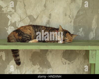 Gatti presso un centro di salvataggio in Thailandia. Foto Stock