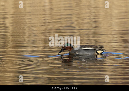 Maschio (Teal Anas crecca) Foto Stock