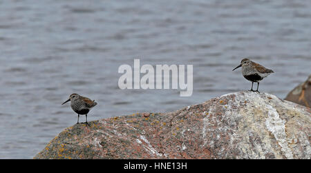Due Dunlins, Calidris alpina, poggiante su roccia di mare Foto Stock