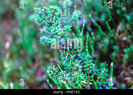 Mirtilli di bosco. I mirtilli in montagna. Frutti di bosco su rametti di mirtillo. Foto Stock