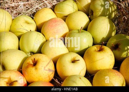 Raccolto sfondo apple Foto Stock