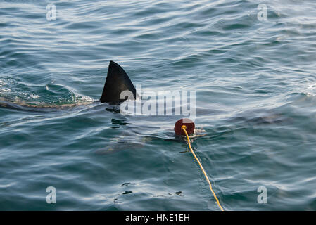 La pinna di squalo bianco taglia attraverso l'acqua man mano che si avvicina la decoy in Gansbaai, Sud Africa Foto Stock