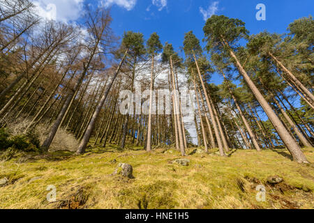 Pini sulla costa occidentale di Thirlmere, vicino Keswick, Lake District Foto Stock