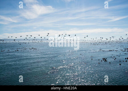 Un grande gregge di uccelli che vola sopra l'oceano Foto Stock