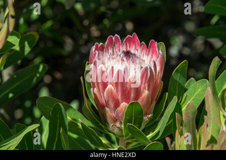 Un re protea Protea cynaroides in Hermanus, Sud Africa Foto Stock