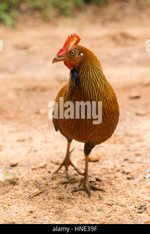 Il governo dello Sri Lanka junglefowl (Gallus lafayettii), endemica in Sri Lanka, riserva forestale di Sinharaja, Sri Lanka Foto Stock