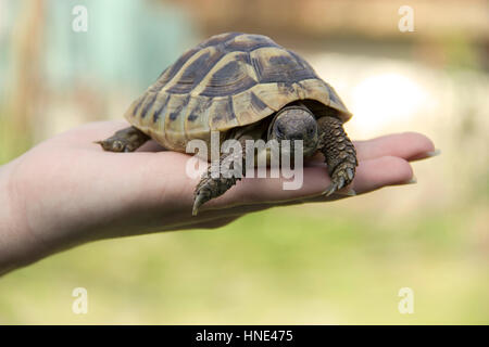 La tartaruga nel palmo della mano Foto Stock