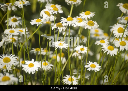 Margeriten (Leucanthemum vulgare) - margerites Foto Stock