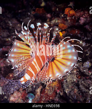 Un leone zebra (Dendrochirus zebra) con completamente esteso a ventaglio pinne pettorali, attaccato al quale sono numerosi aculei velenosi. Bali, Indonesia. Foto Stock