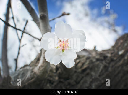 Bianco singolo fiore di mandorla closeup su albero nel paesaggio rurale con cielo blu a Maiorca, isole Baleari, Spagna in febbraio. Foto Stock