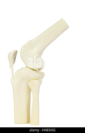 Articolazione del Ginocchio modello di gamba umana isolati su sfondo bianco Foto Stock