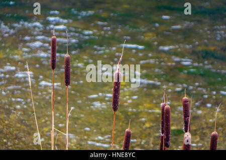 Giunchi crescente accanto al fiume Foto Stock