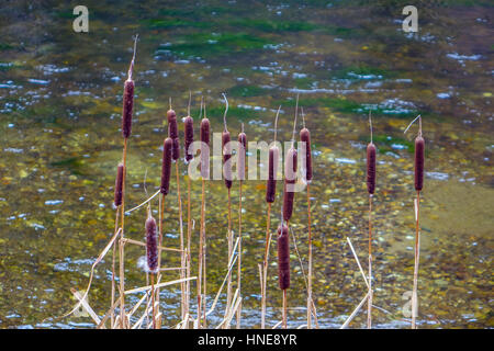 Giunchi crescente accanto al fiume Foto Stock