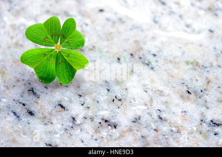 4-lasciava quadrifoglio, quadrifogli (Oxalis tetraphylla), simbolo di fortuna, Vierblättriges Kleeblatt, Glücksklee (Oxalis tetraphylla), Glückssymbol Foto Stock