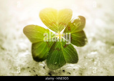 4-lasciava quadrifoglio, quadrifogli (Oxalis tetraphylla), simbolo di fortuna, Vierblättriges Kleeblatt, Glücksklee (Oxalis tetraphylla), Glückssymbol Foto Stock