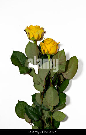 Due rose giallo su sfondo bianco. Foto Stock