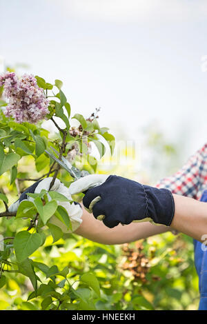 Immagine ritagliata di giardiniere potatura di rami al vivaio Foto Stock