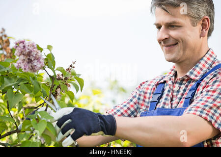 Uomo taglio di rami in giardino Foto Stock