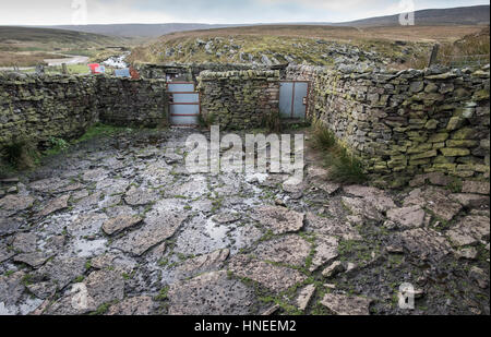 Interno di una attualmente utilizzato ovile, Yorkshire Dales Foto Stock