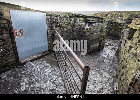 Interno di una attualmente utilizzato ovile, mostra dei cancelli di controllo azionario, Yorkshire Dales National Park Foto Stock