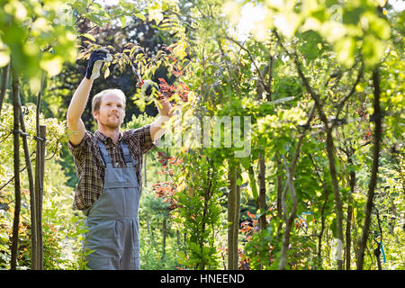 Uomo ramo di clipping in giardino Foto Stock