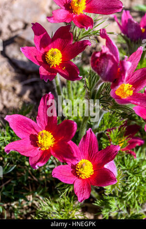 Fiore rosso pasque Pulsatilla vulgaris Rubra Foto Stock