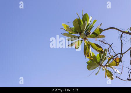 Dettaglio di Terminalia catappa, o paese mandorlo lascia Foto Stock