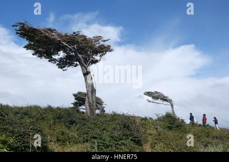 Alberi lateralmente soffiata dal vento, argentina Foto Stock