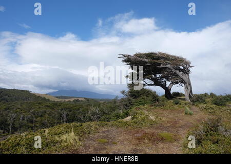 Alberi lateralmente soffiata dal vento, argentina Foto Stock